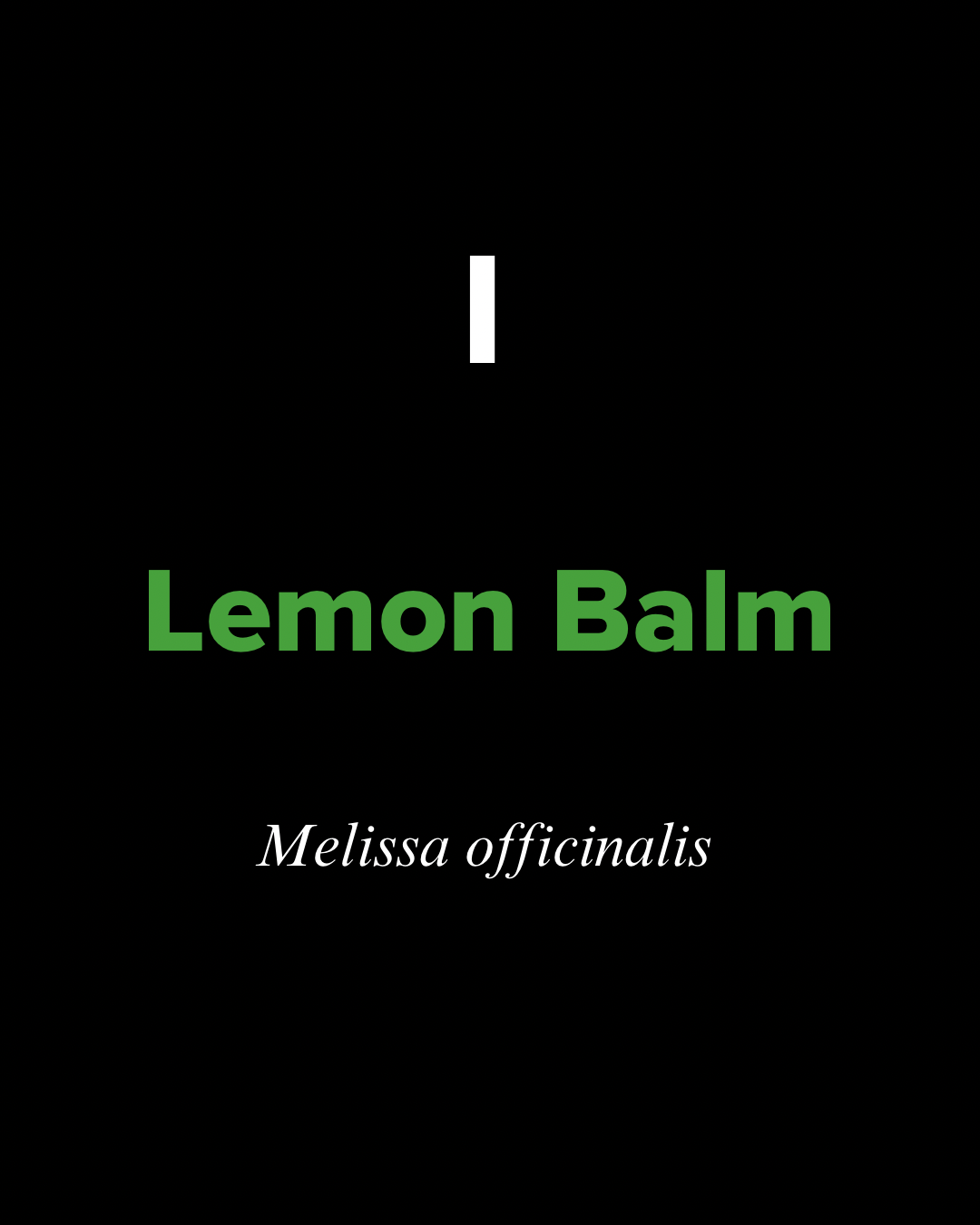 Dried Lemon Balm